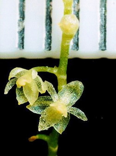 orhidea1