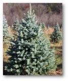 el-koljuchaya-blue-mountain