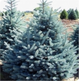 el-koljuchaya-fat-albert