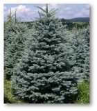 el-koljuchaya-glauca