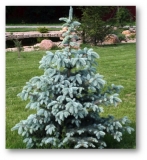 el-koljuchaya-oldenburg