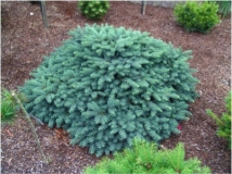 el-koljuchaya-waldbrunn