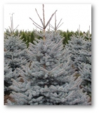 el-koljuchayaa-edith