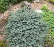 el-mariorika-machala