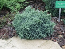 mozh.-cheshujchatyj-blue-star