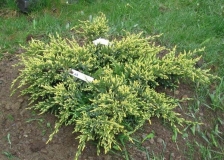 mozh.-cheshujchatyj-dream-joy