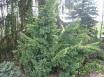 mozh.-cheshujchatyj-hunnetorp