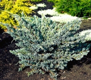 mozh.-cheshujchatyj-meyeri