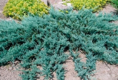 mozh.-gorizontalnyj-agnes