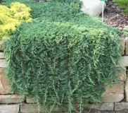 mozh.-gorizontalnyj-glauca