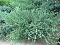 mozh.-gorizontalnyj-hughes