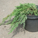 mozh.-gorizontalnyj-pancake