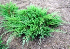 mozh.-kazackij-glauca