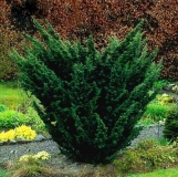 mozh.-kitajskij-blaauw