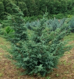 mozh.-kitajskij-blue-alps