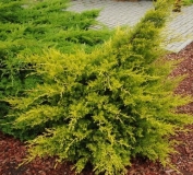 mozh.-kitajskij-kuriwao-gold