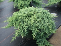 mozh.-lezhachij-nana