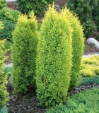 mozh.-obyknovennyj-gold-cone