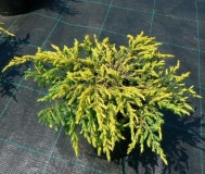 mozh.-obyknovennyj-goldschatz