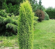 mozh.-obyknovennyj-suecica