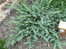 mozh.-pribrezhnyj-silver-mist