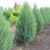 mozh.-skalnyj-blue-arrow